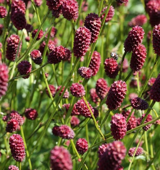 Sanguisorba Blackthorn JAUNUMS 2025